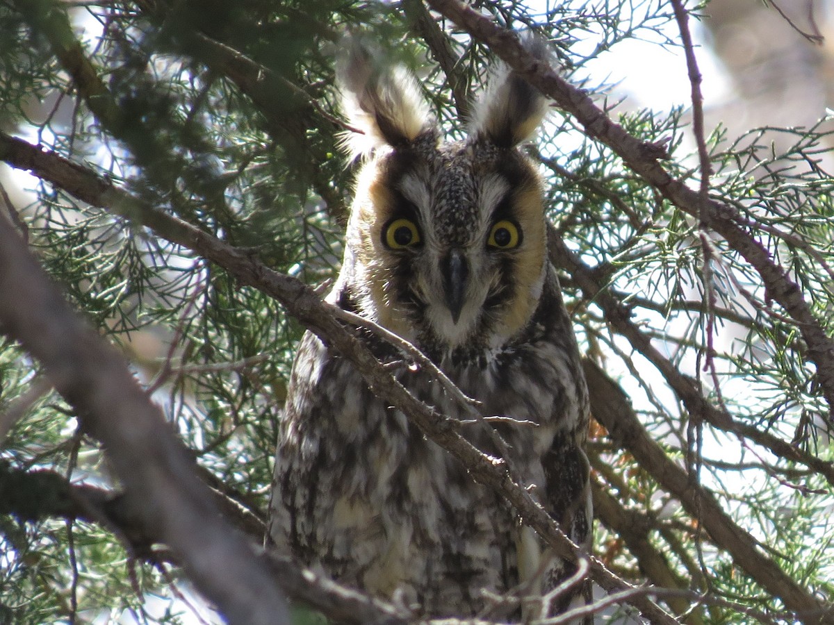 Long-eared Owl - Joan Baker
