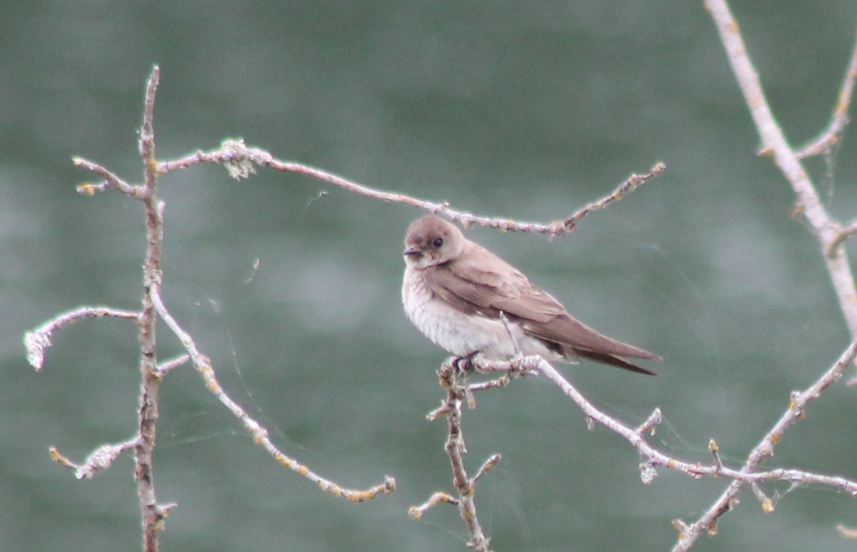 Northern Rough-winged Swallow - Jon. Anderson