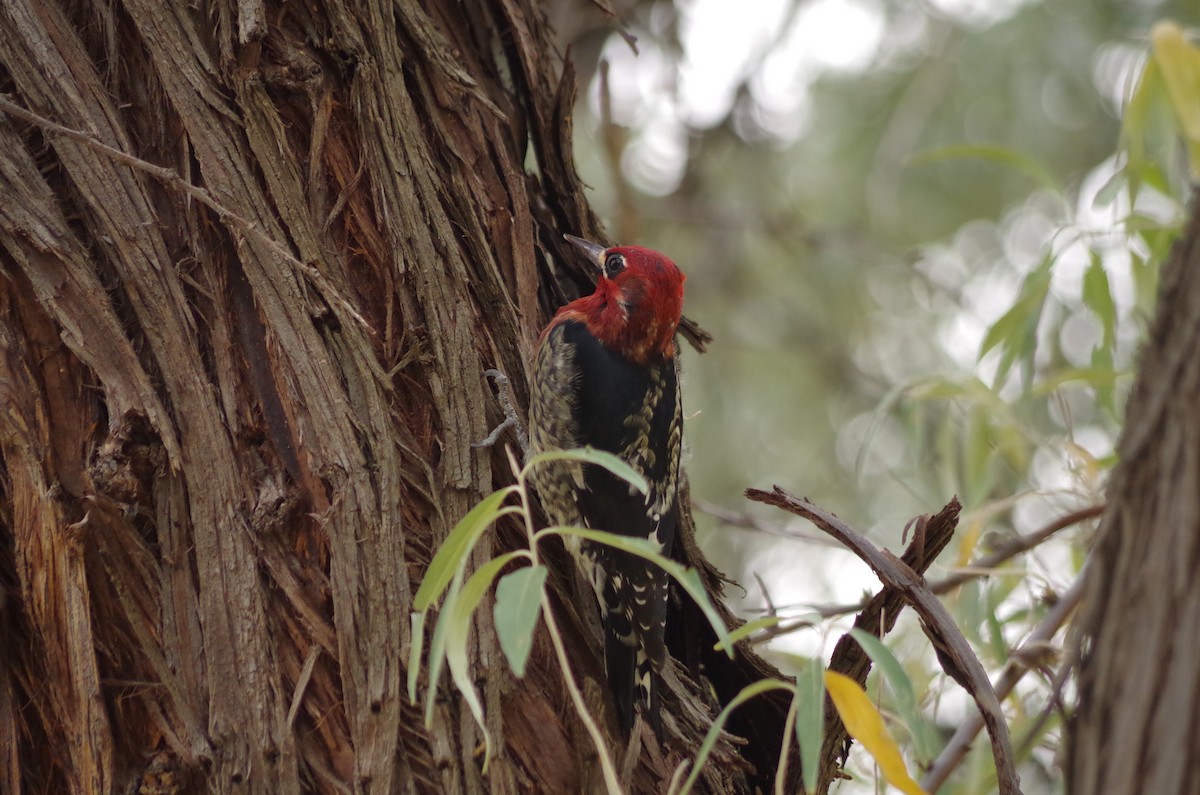 Red-naped x Red-breasted Sapsucker (hybrid) - ML68272711