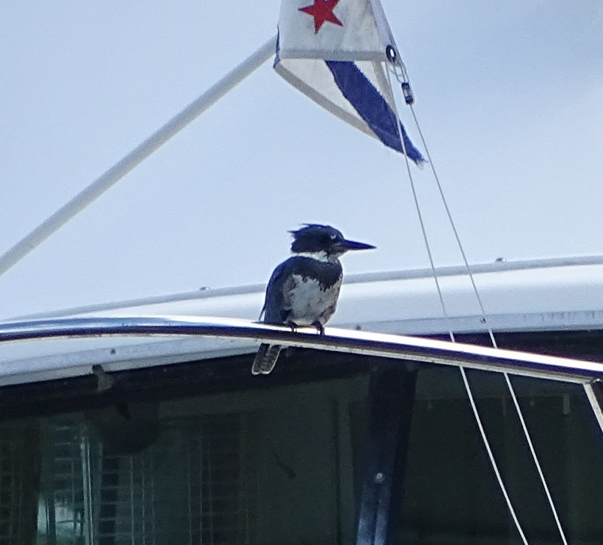 Belted Kingfisher - ML68273761
