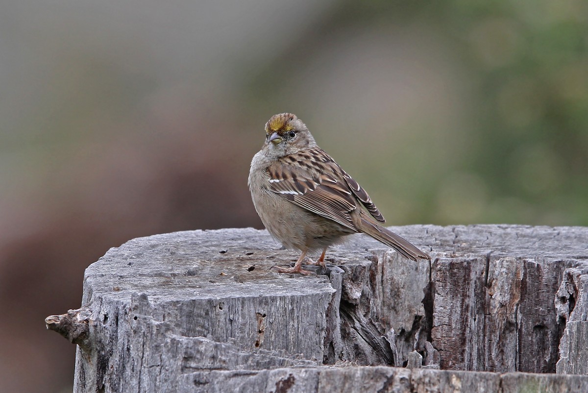 Golden-crowned Sparrow - Christoph Moning