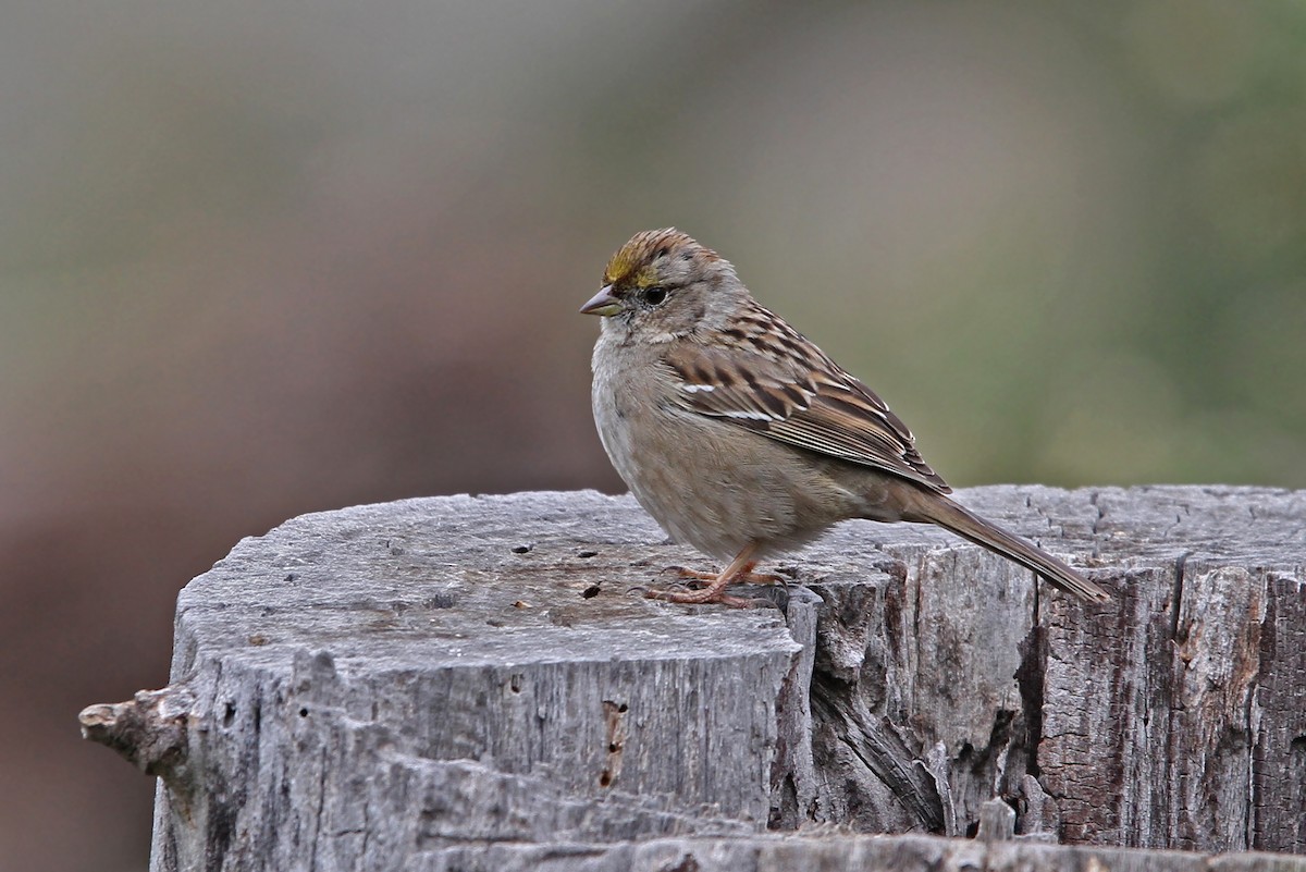 Golden-crowned Sparrow - ML68276051