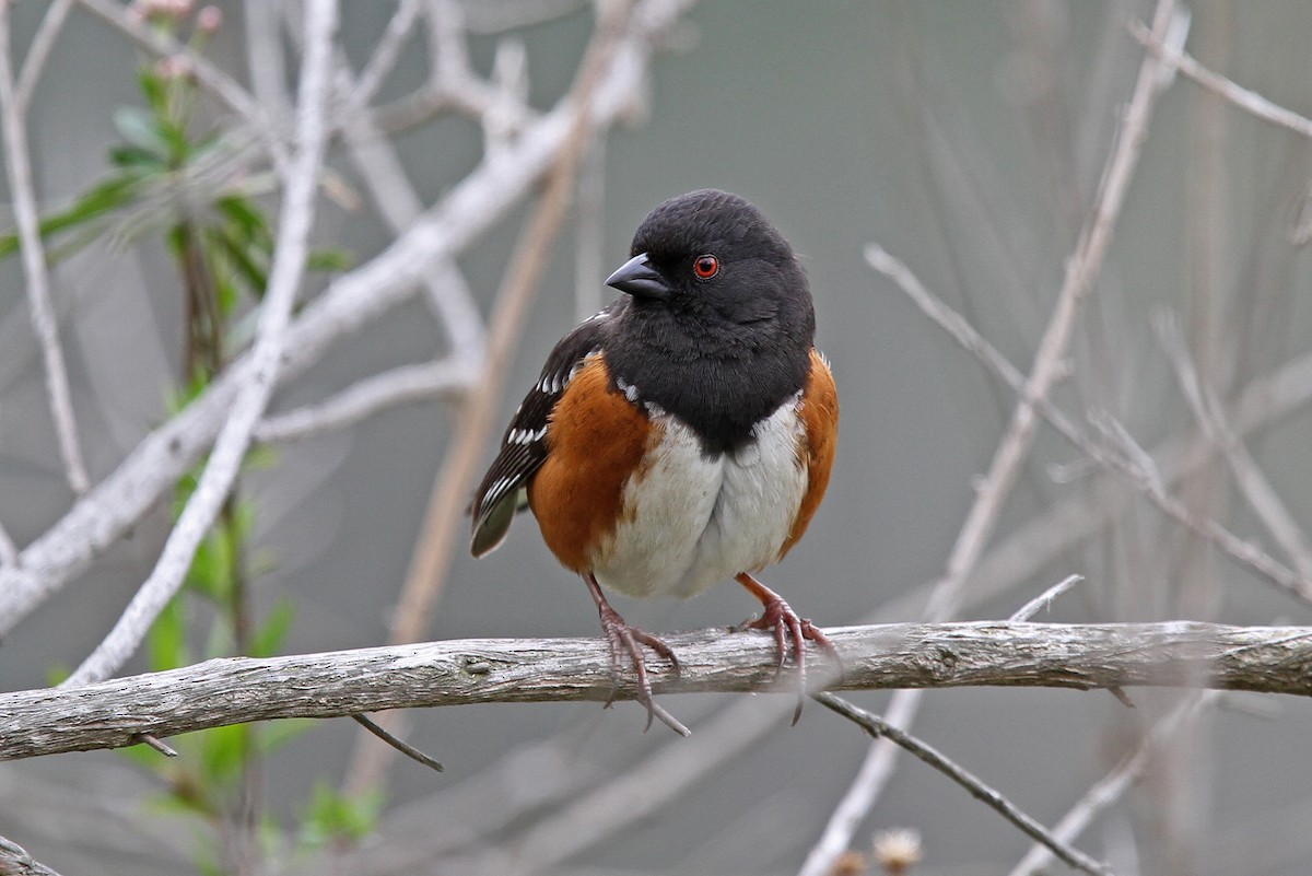 Spotted Towhee - ML68276061