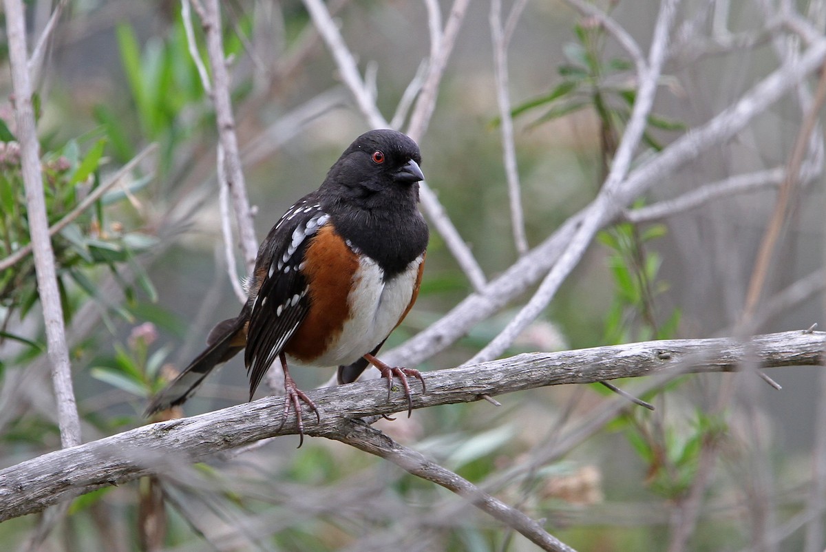 Spotted Towhee - ML68276071