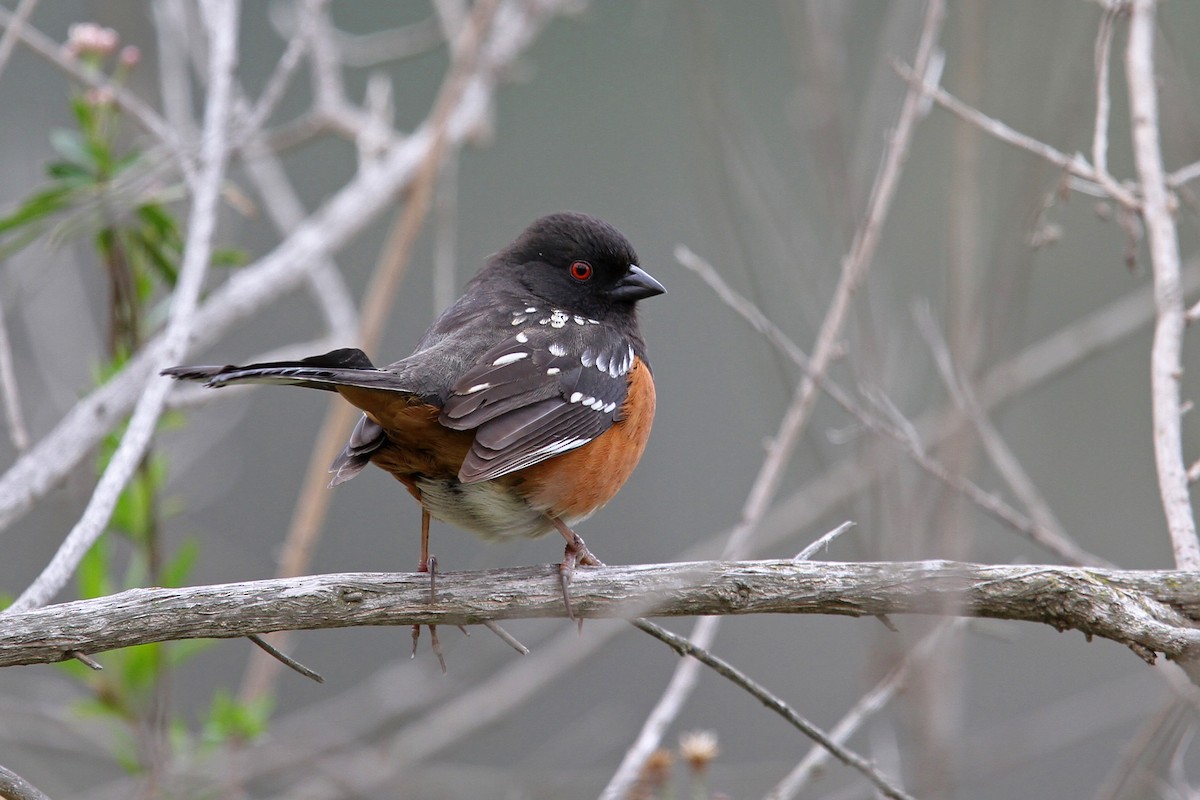 Spotted Towhee - ML68276081