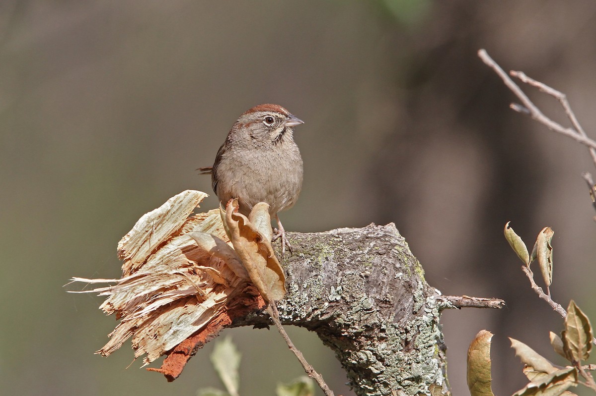 Rufous-crowned Sparrow - ML68276091
