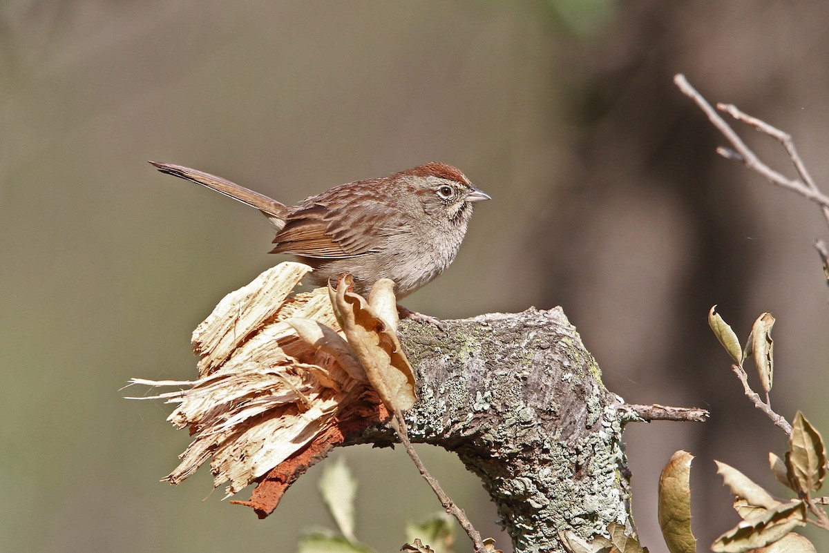 Rufous-crowned Sparrow - ML68276111