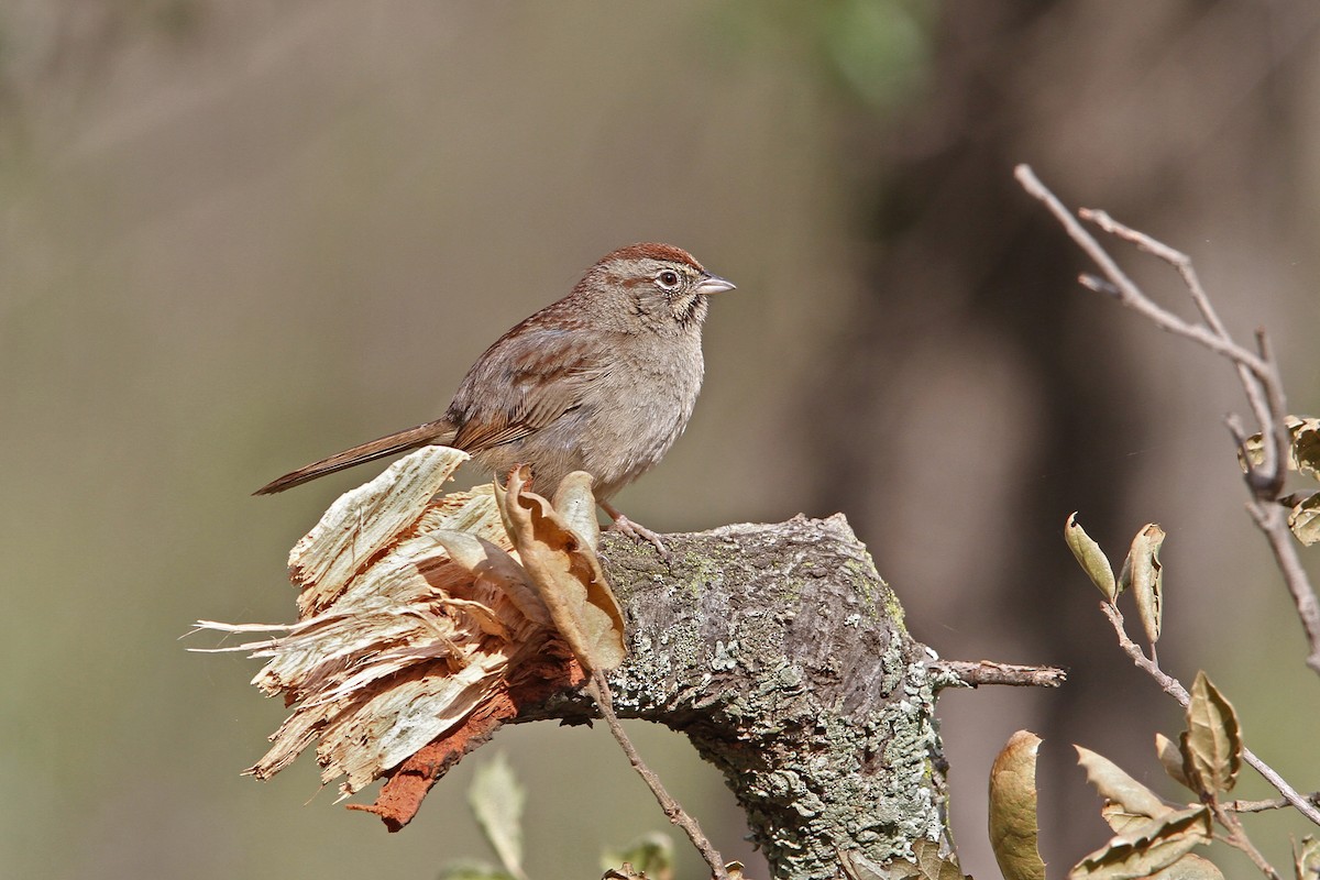 Rufous-crowned Sparrow - ML68276121