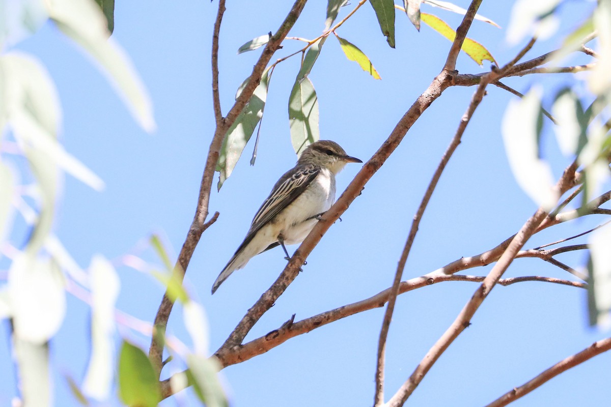 White-winged Triller - Ged Tranter