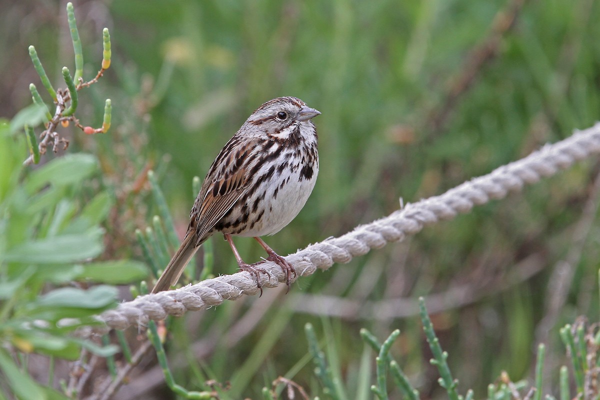 Song Sparrow - Christoph Moning
