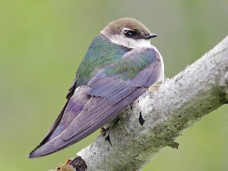 Violet-green Swallow - eBird