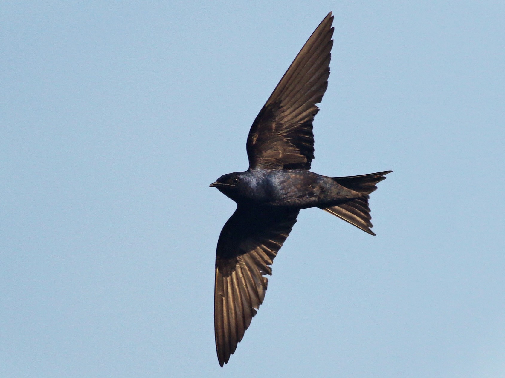 Purple Martin - Ebird