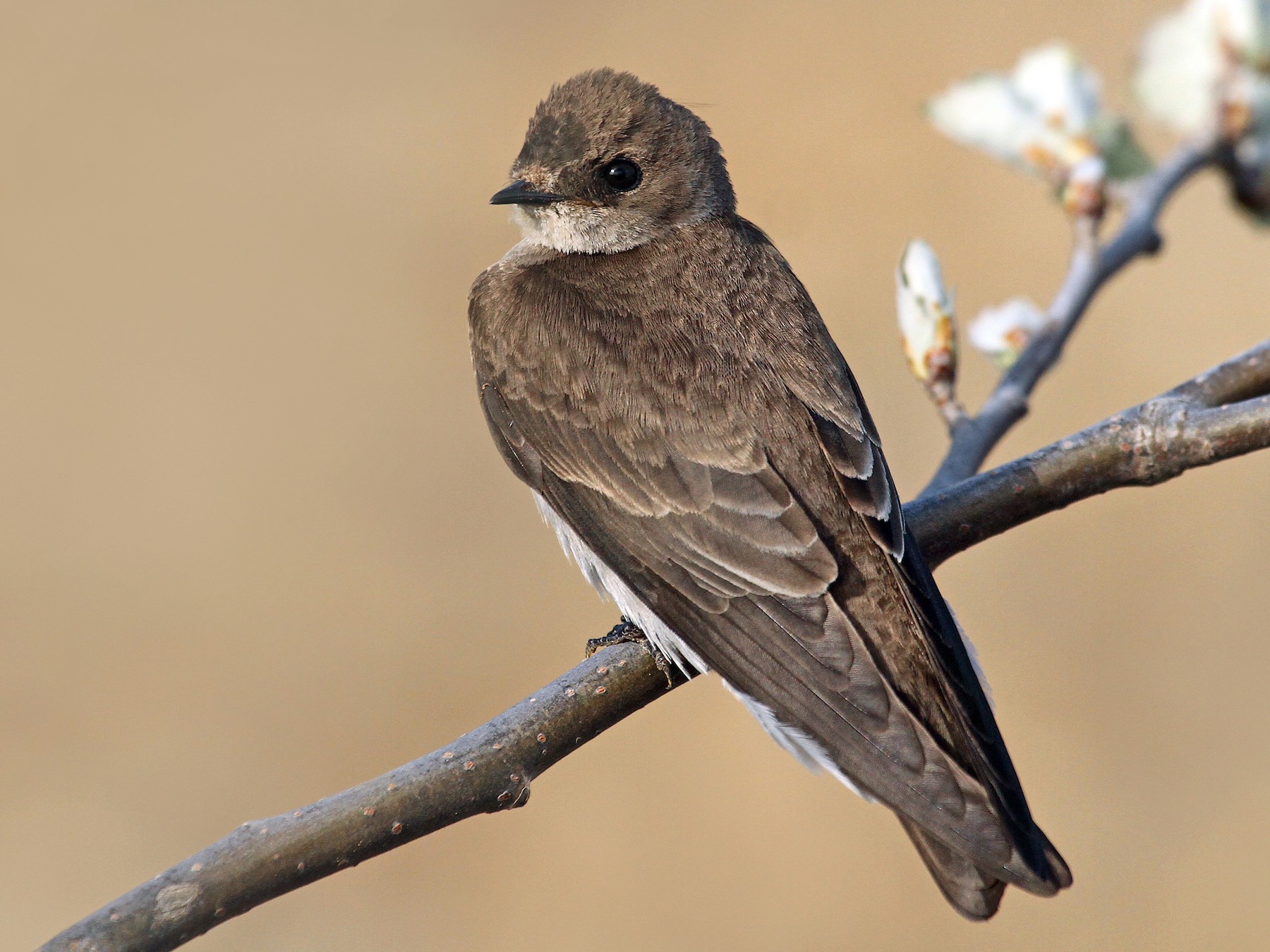 Northern Rough-winged Swallow - Ryan Schain
