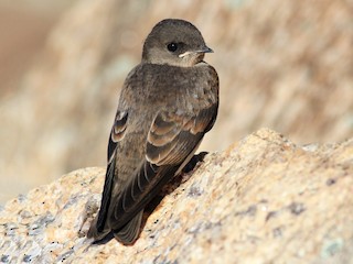 Juvenile (Northern) - Evan Lipton - ML68280831