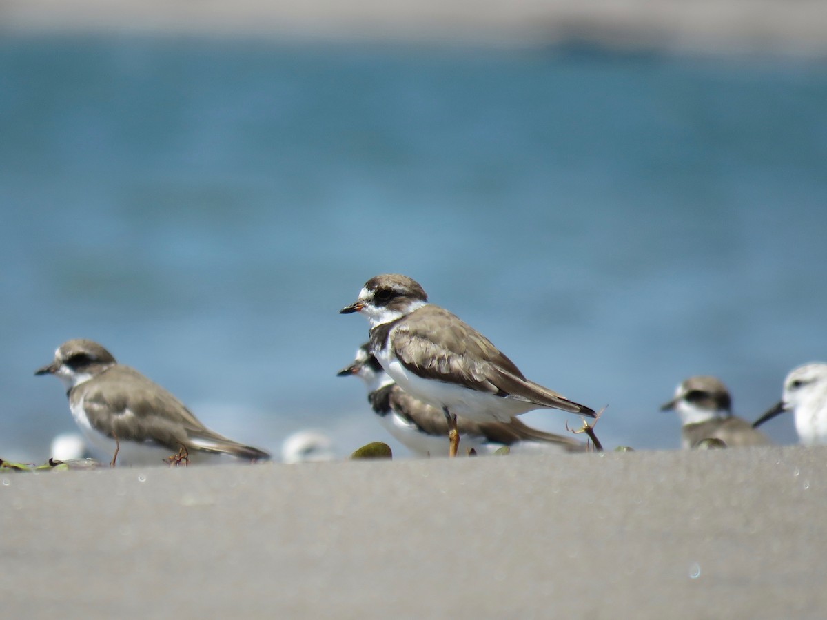 Semipalmated Plover - ML68282571