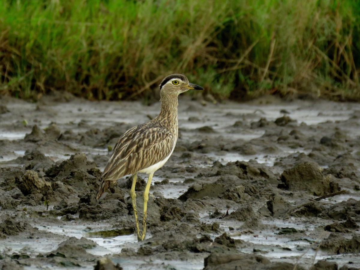 Double-striped Thick-knee - ML68284741