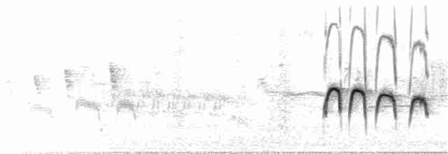 Élénie à cimier blanc (modesta) - ML68286361