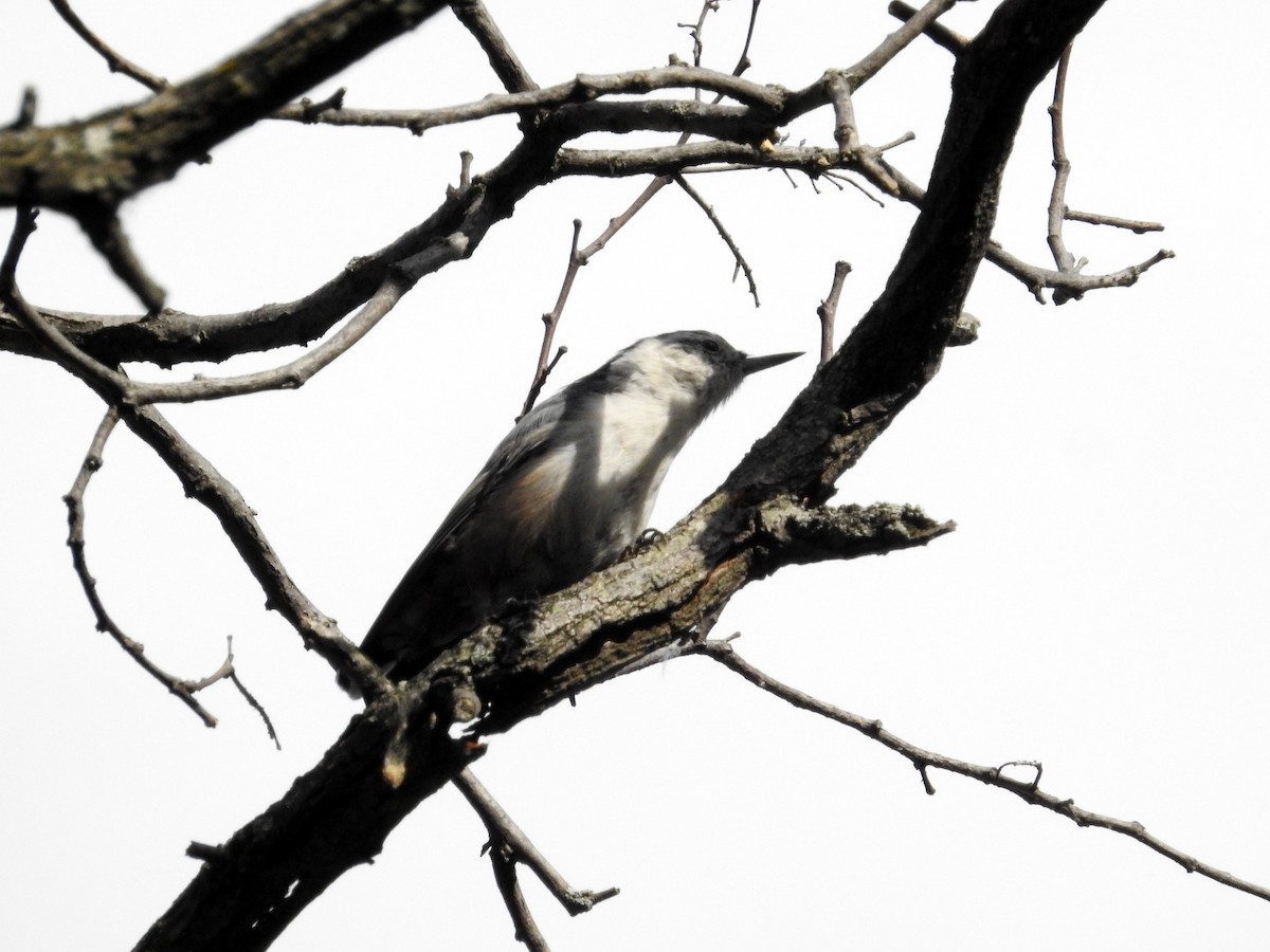White-breasted Nuthatch - ML68290281