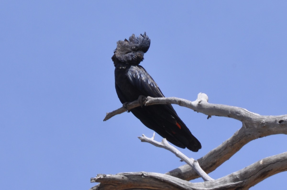 Red-tailed Black-Cockatoo - Holger Woyt