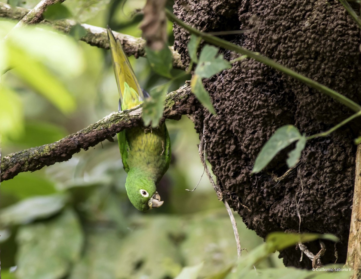 Olive-throated Parakeet - Guillermo  Saborío Vega