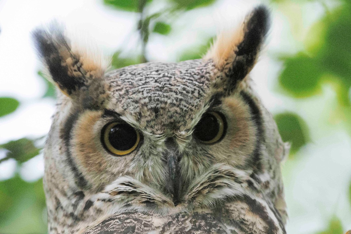 Great Horned Owl - Chris Rees