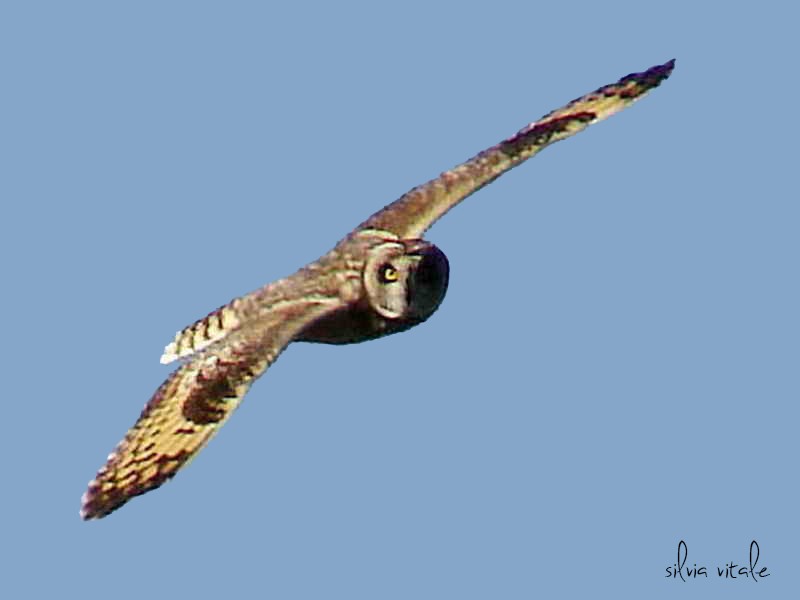 Short-eared Owl - ML68295381