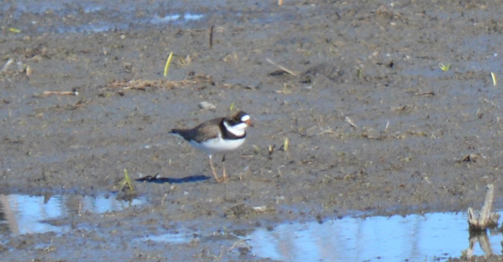 Semipalmated Plover - ML68299781