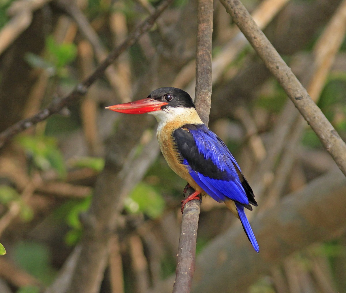 Black-capped Kingfisher - Andy Warr