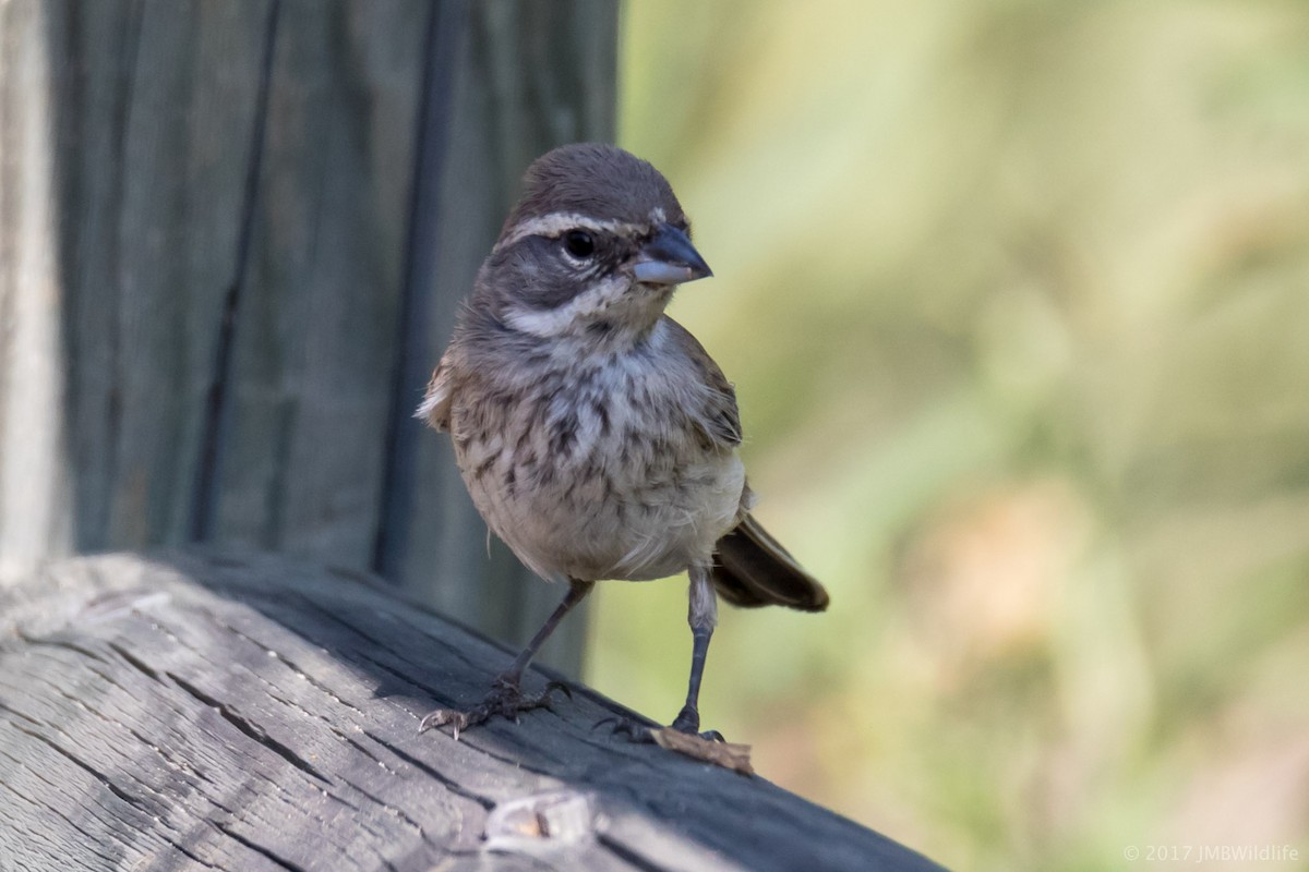 Black-throated Sparrow - Jeff Bray