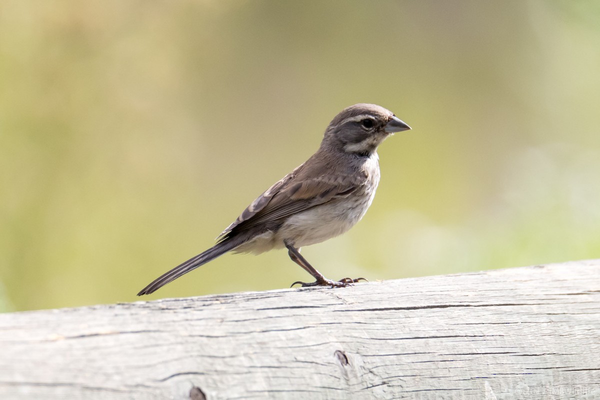 Black-throated Sparrow - ML68300251