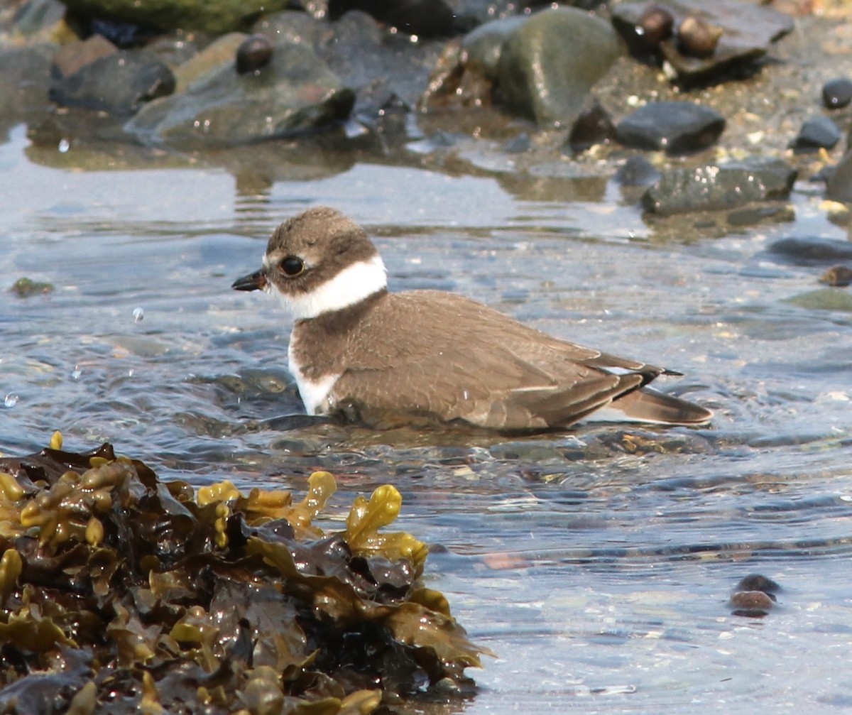 Semipalmated Plover - ML68302181