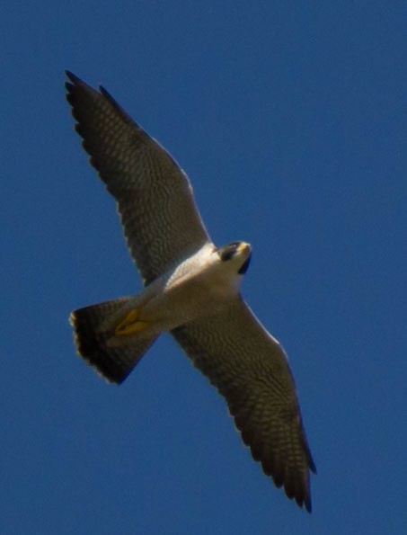 Peregrine Falcon (North American) - ML68303141