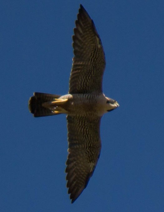 Peregrine Falcon (North American) - ML68303161