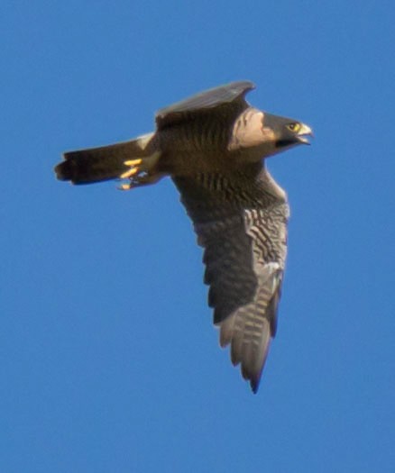 Peregrine Falcon (North American) - ML68303171