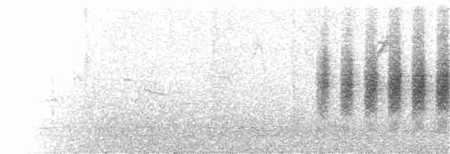 Black-tailed Gnatcatcher - ML68304111