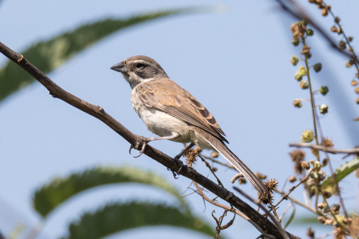 Black-throated Sparrow - ML68304151