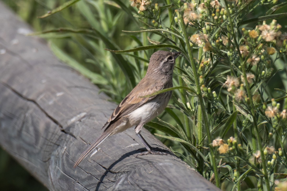 Black-throated Sparrow - ML68304171