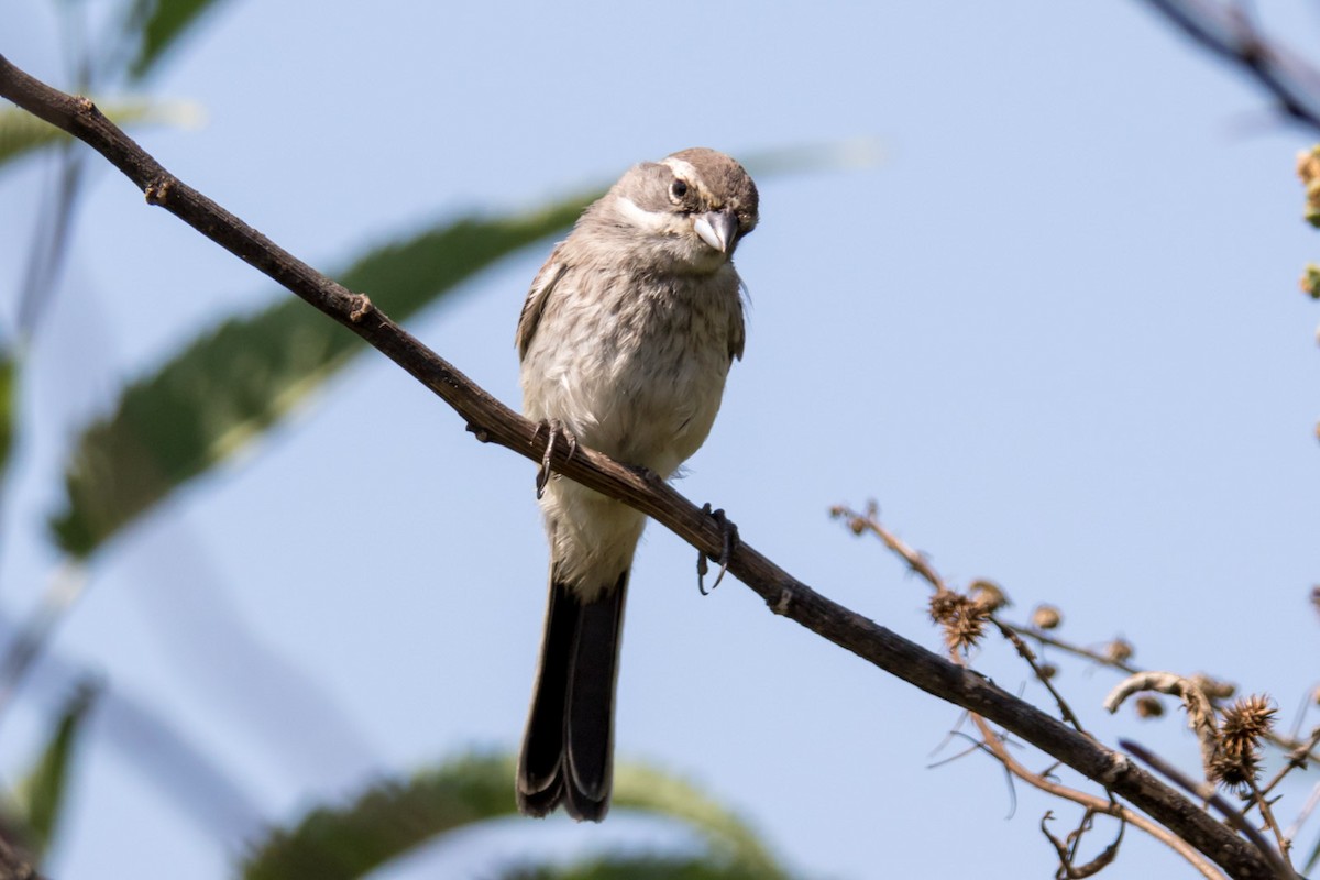 Black-throated Sparrow - ML68304181
