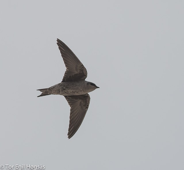 Hirondelle de Murphy - eBird