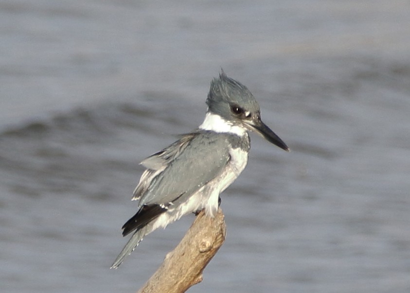 Belted Kingfisher - ML68305181