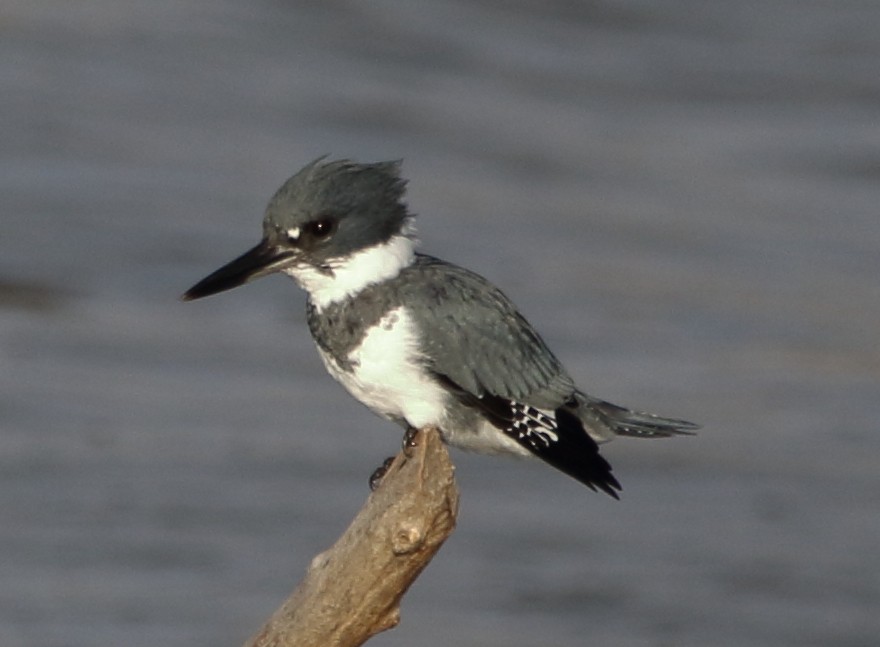 Belted Kingfisher - ML68305191