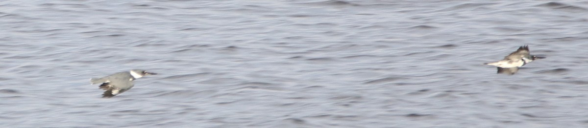 Рибалочка-чубань північний - ML68305201