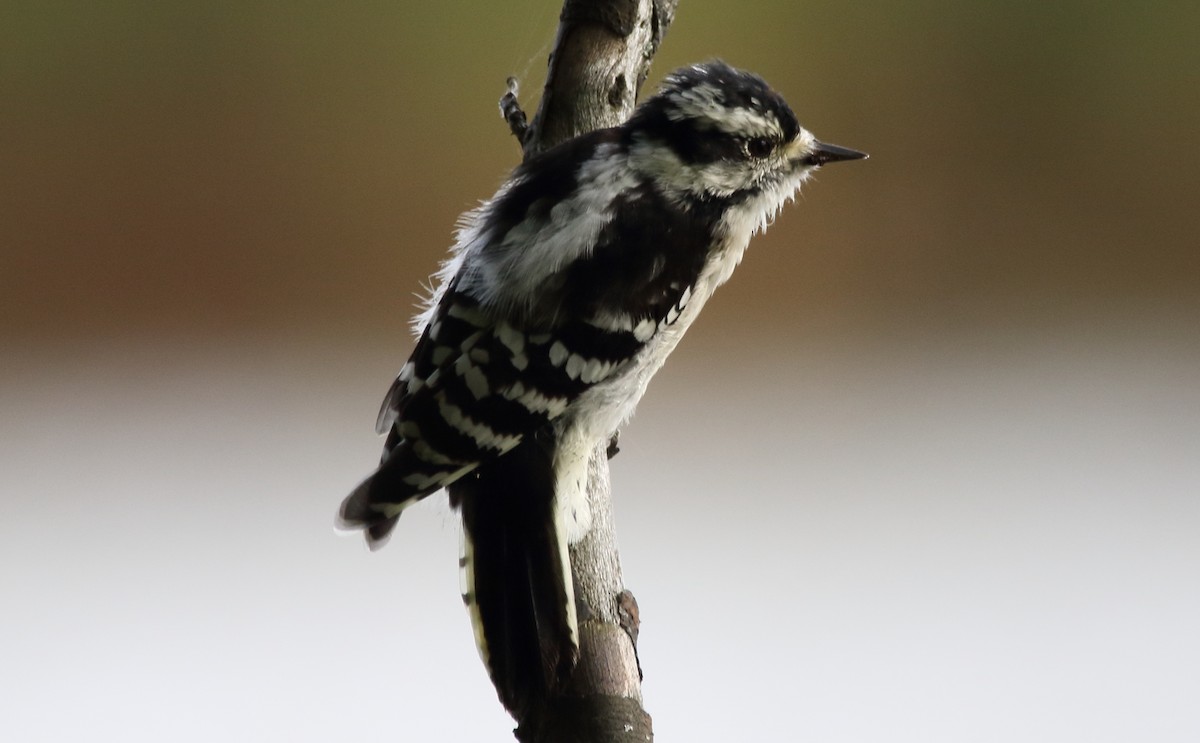 Downy Woodpecker - ML68305271