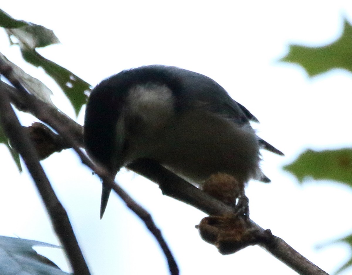 White-breasted Nuthatch - ML68305451