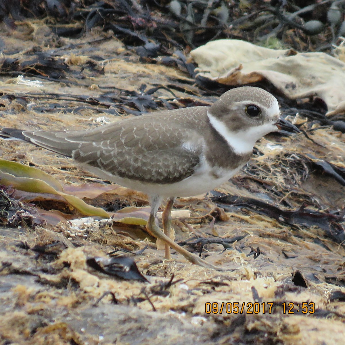 Semipalmated Plover - ML68305791