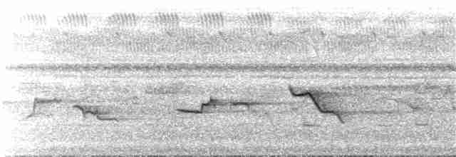 Окулярник ранонгійський - ML68305801