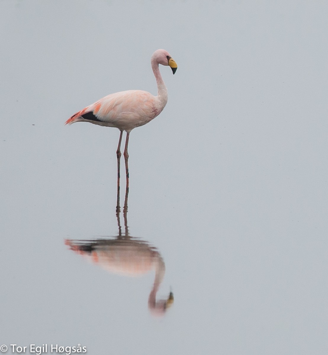 Puna Flamingosu - ML68306521