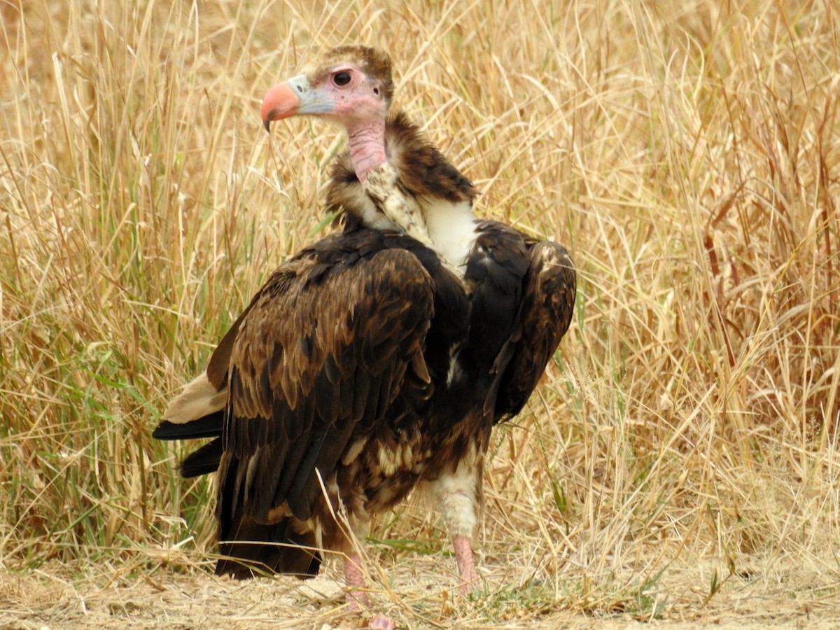 White-headed Vulture - ML68312011