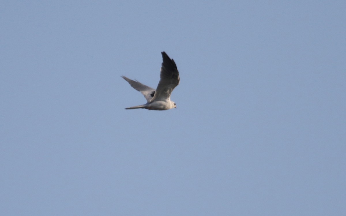 White-tailed Kite - ML68312481