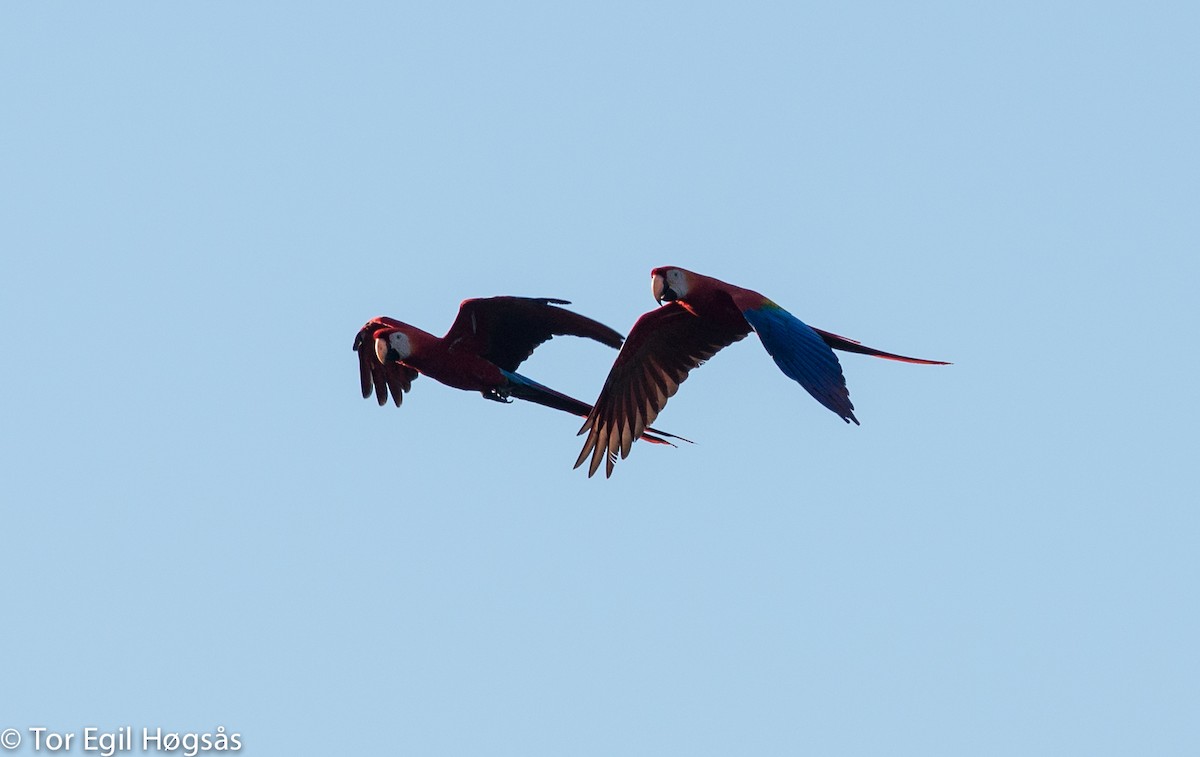 Red-and-green Macaw - Tor Egil Høgsås